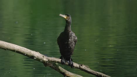 single cormorant perched on branch shakes body and flaps wings to dry off