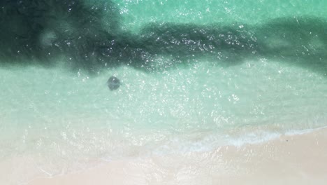 Stingray-and-fish-shoal-swim-close-to-beach-at-Fulidhoo,-Maldives