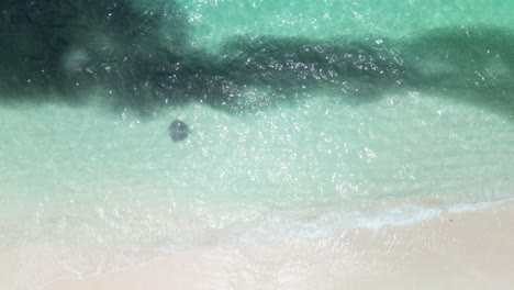 la raya y el banco de peces nadan cerca de la playa en fulidhoo, maldivas