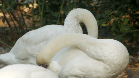 two swans preening