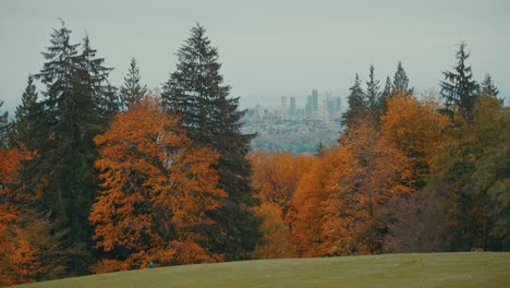 4k autumn nature forest landscape