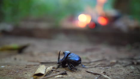 blue rhinoceros beetle with firewood in background french guiana forest