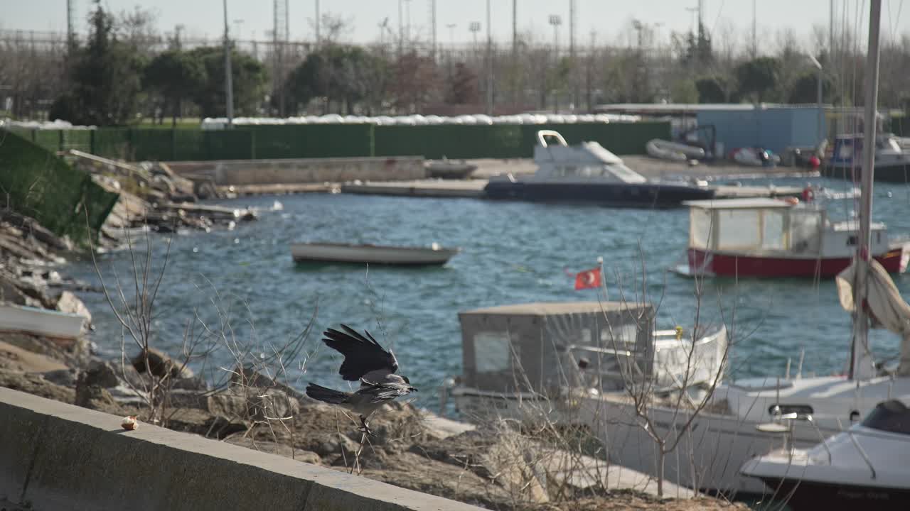 ворон, ищущий пищу, отдыхающий, медленный 4к ухд