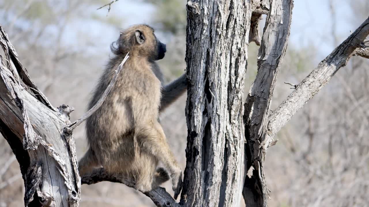 babuino en un árbol salta por una rama, en cámara lenta