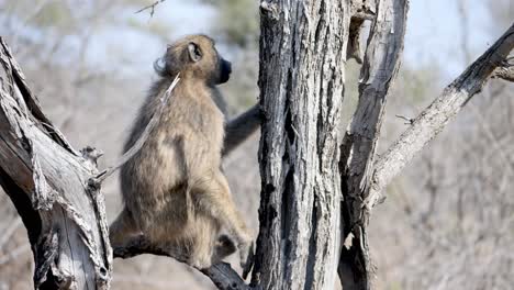 Baboon-in-a-tree-jumps-up-a-branch,-slow-motion