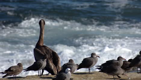 Pelícano-Pardo-De-California-Y-Gaviotas-En-La-Jolla-California-Olas-Rompiendo