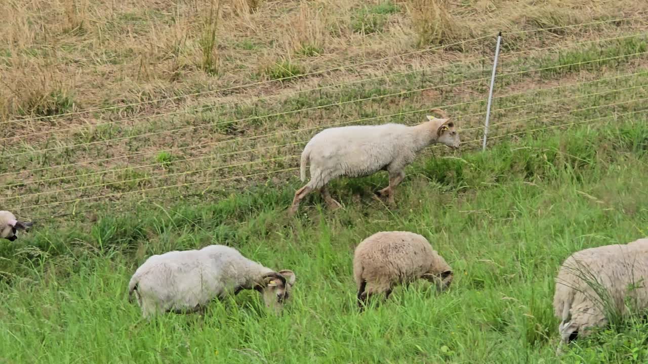 Pecore al pascolo in un campo