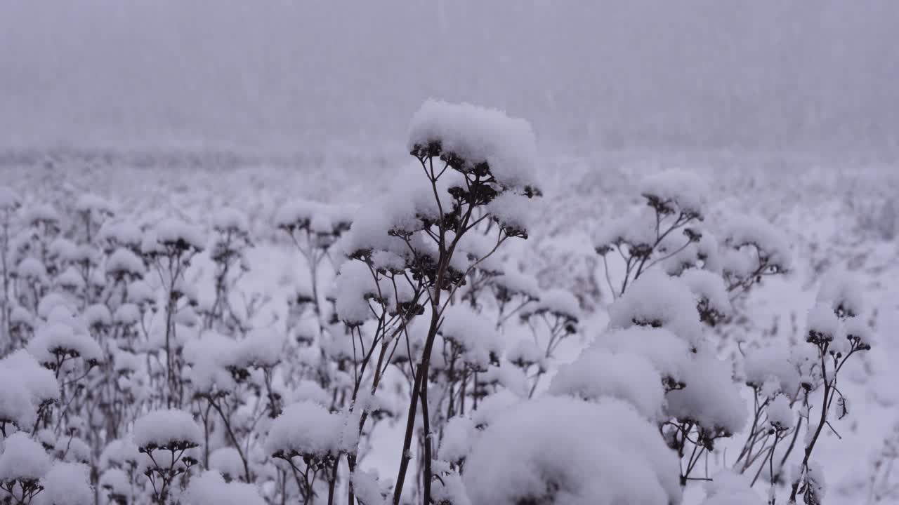 primer plano de 4k de copos de nieve cayendo y acumulándose sobre la vegetación invernal, con campo abierto y ventisca en el fondo
