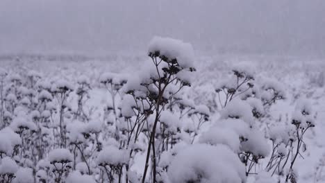 Primer-Plano-De-4k-De-Copos-De-Nieve-Cayendo-Y-Acumulándose-Sobre-La-Vegetación-Invernal,-Con-Campo-Abierto-Y-Ventisca-En-El-Fondo