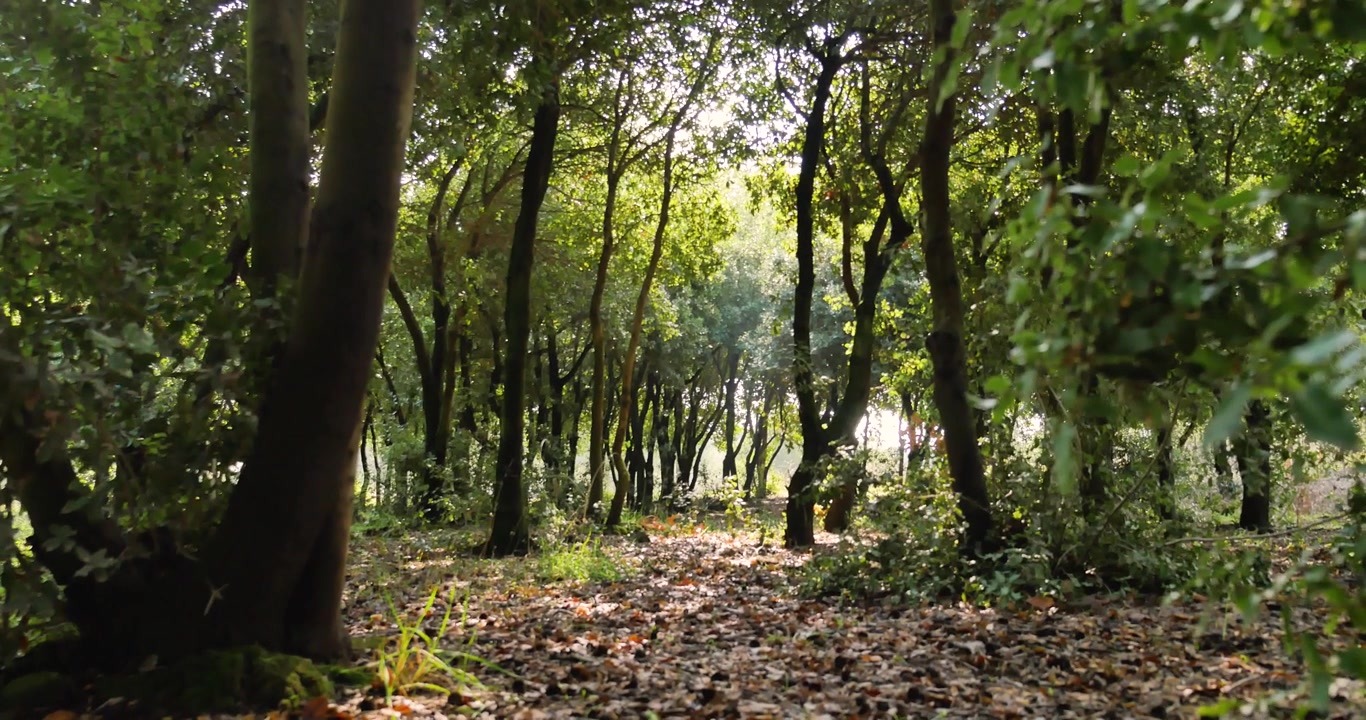 Una ripresa fissa nella foresta dal basso con alberi intorno