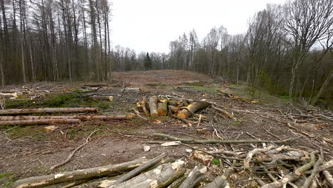 Holzeinschlag-Im-Wald---Frisch-Gefällte-Baumstämme---Drohnenschuss