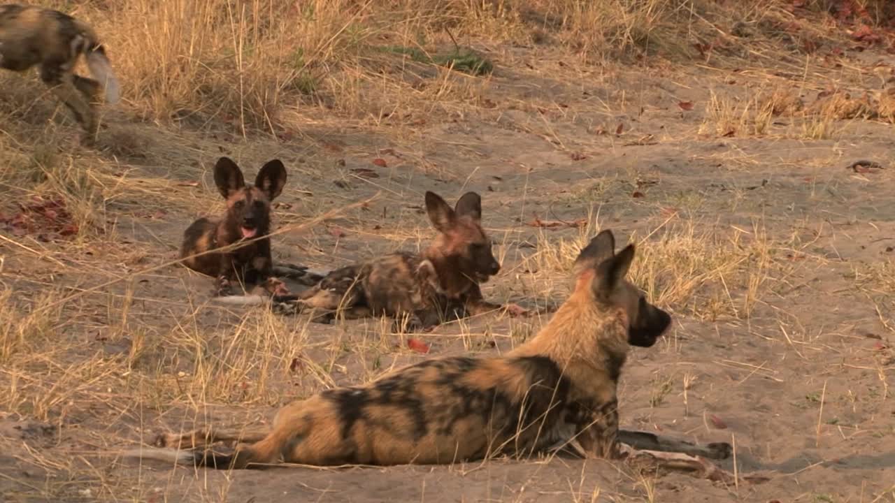 cuatro perros salvajes africanos descansando después de la caza matutina en hierba seca, uno levantándose y dejando el marco