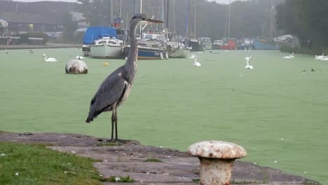 common grey heron bird hunting on misty morning river canal boats in background