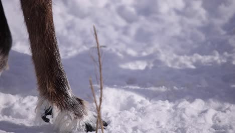 Pezuñas-De-Reno-Caminando-En-La-Nieve-Closeup