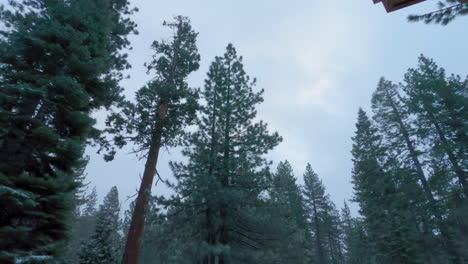 Nevadas-En-Los-árboles-En-El-Lago-Tahoe