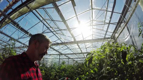 Greenhouse-worker-watering-plants-4k