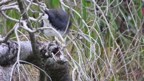 Waterhen-De-Pecho-Blanco-En-El-Estanque.