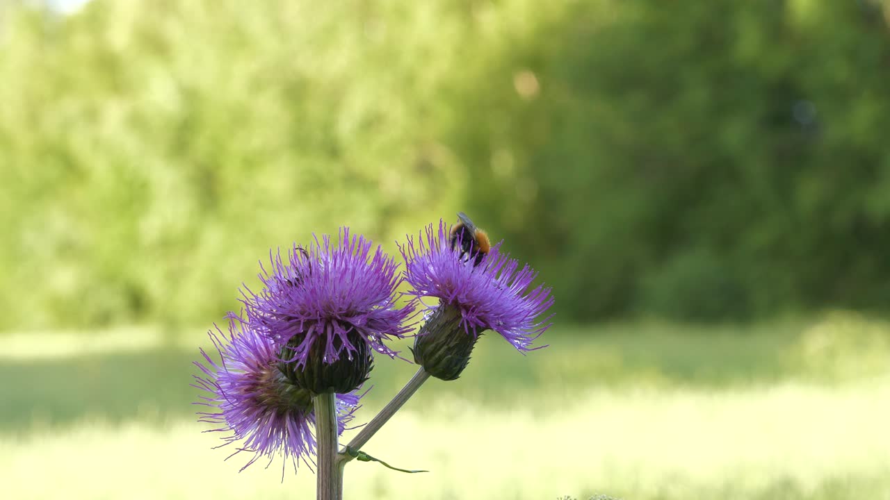 tiro panorámico lento de abeja recogiendo polen en flor morada durante el verano europeo
