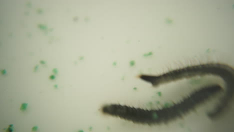 macro de larvas de mosquito de cerca en la lucha contra el agua