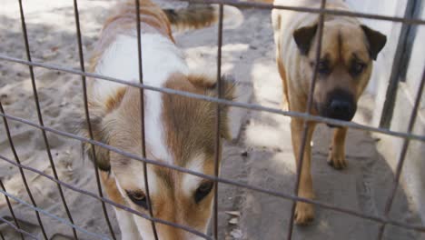 abandoned dog locked up in a shelter