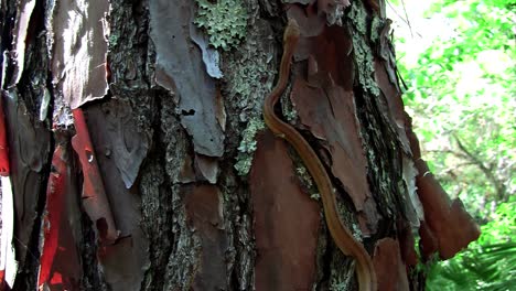 A-yellow-rat-snake-slithers-through-a-tree-in-the-Florida-Everglades