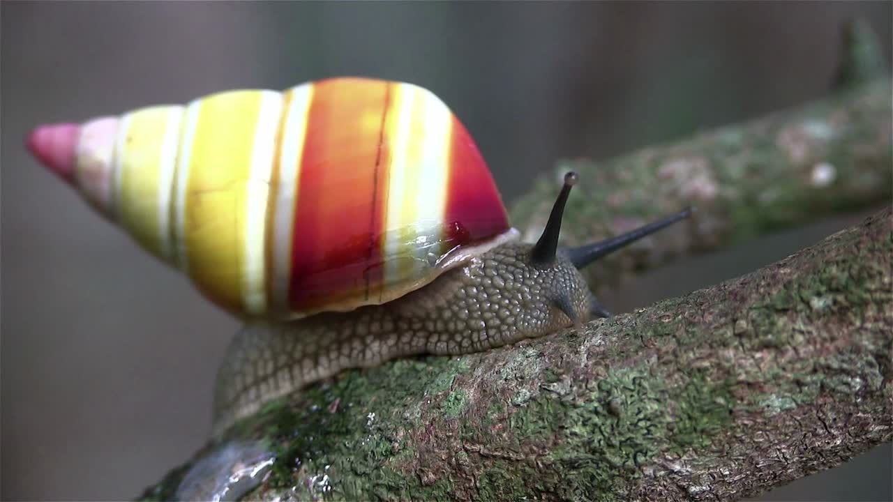 un caracol de árbol se mueve a lo largo de una rama