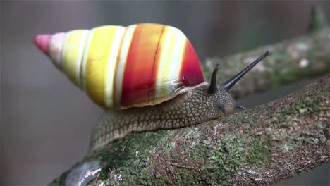 Eine-Baumschnecke-Bewegt-Sich-An-Einem-Ast-Entlang