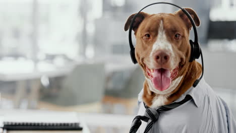 dog wearing a headset and tie
