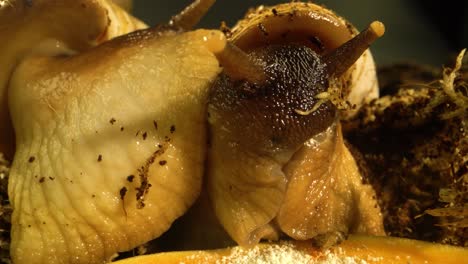 close-up of giant african land snails