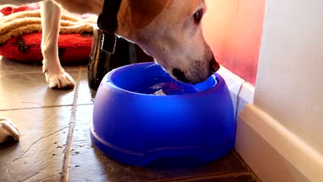 labrador bebiendo agua de un cuenco de plástico azul de cerca