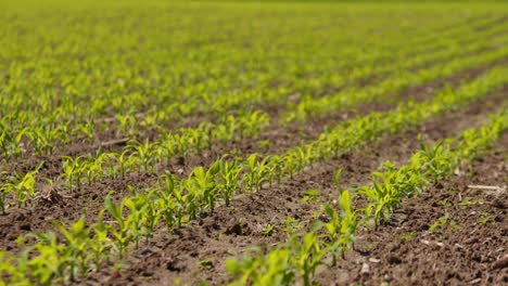 Cacerola-Lenta-De-Grandes-Hileras-Ordenadas-De-Plantas-De-Maíz-En-La-Plantación-A-La-Luz-Del-Sol