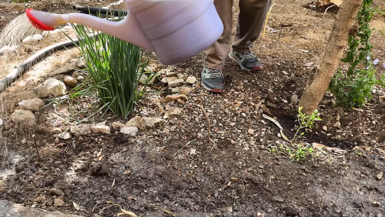 Young farmer watering tropical trees in Tehran botanical garden Urban agriculture care Fresh sapling growth Eco-friendly farming Natural outdoor landscape close-up Healthy environment moisture soil