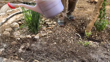young farmer watering tropical trees in tehran botanical garden urban agriculture care fresh sapling growth eco-friendly farming natural outdoor landscape close-up healthy environment moisture soil