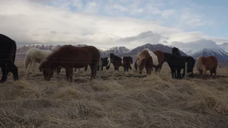 icelandic horses feed in enclosure with mountain range in background