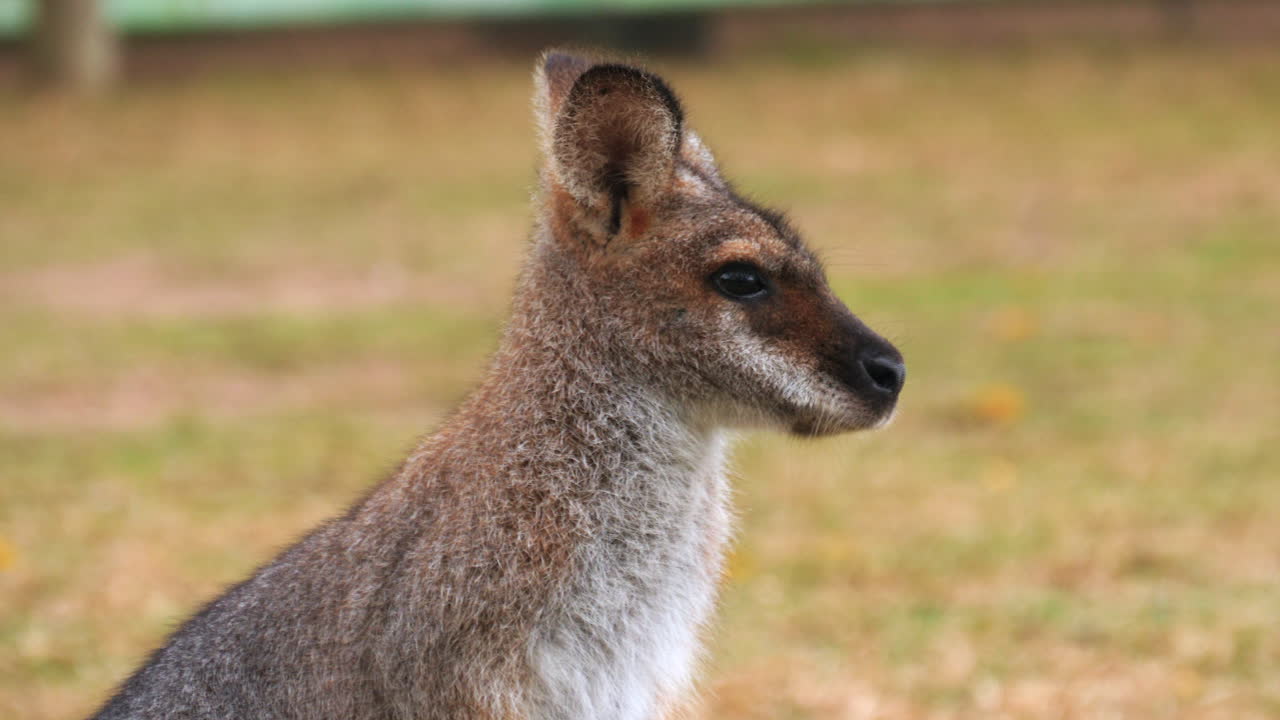 un canguro rojo joven en un campo está alerta observando - retrato aislado