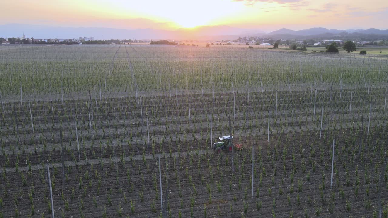 puesta de sol aérea de tractor arando el lúpulo plantación de campo en una granja orgánica en el campo