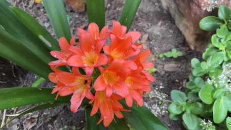 clivia floreciendo en la primavera