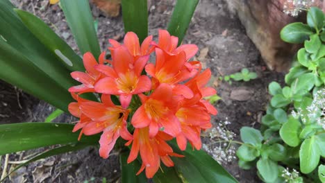 clivia bloeit in het voorjaar