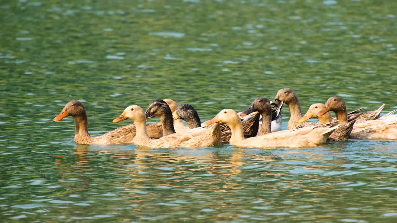 Close side view of ducks swimming together in calm water in Bangladesh