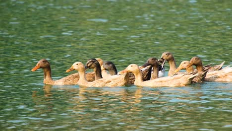 Vista-Lateral-Cercana-De-Patos-Nadando-Juntos-En-Aguas-Tranquilas-En-Bangladesh