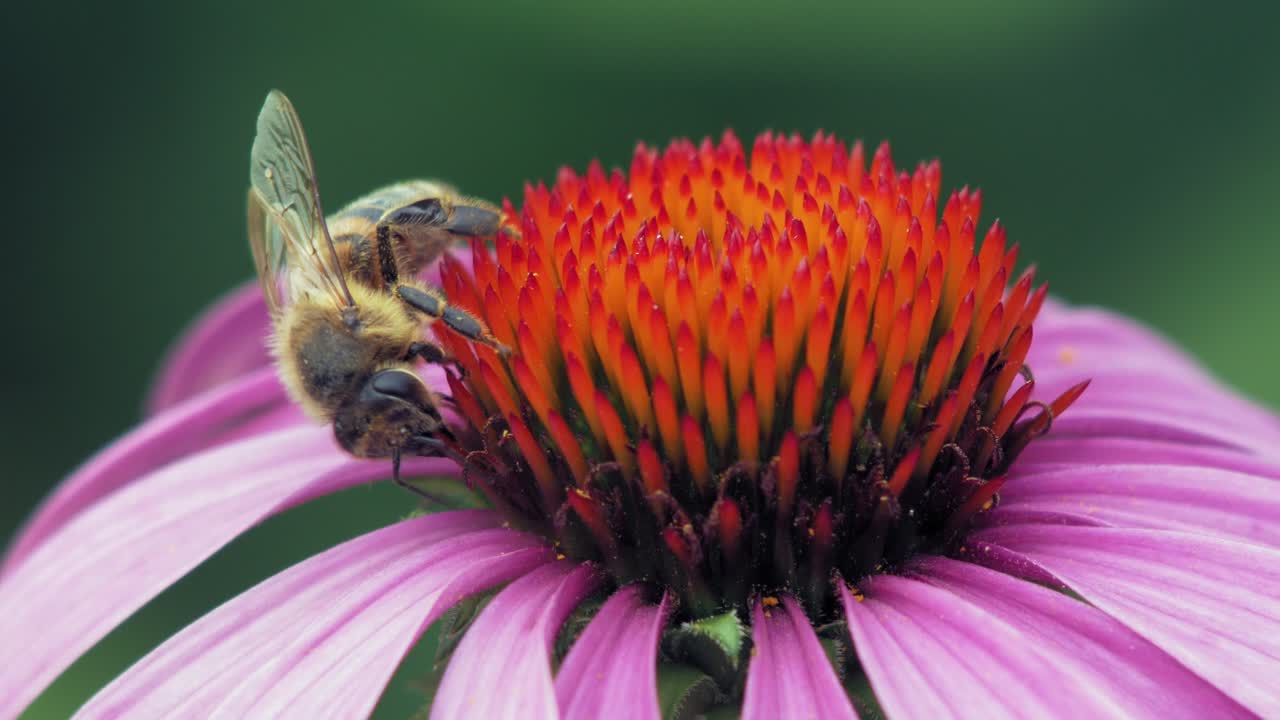 abeja de miel camina sobre una flor de cono púrpura y naranja y se va volando