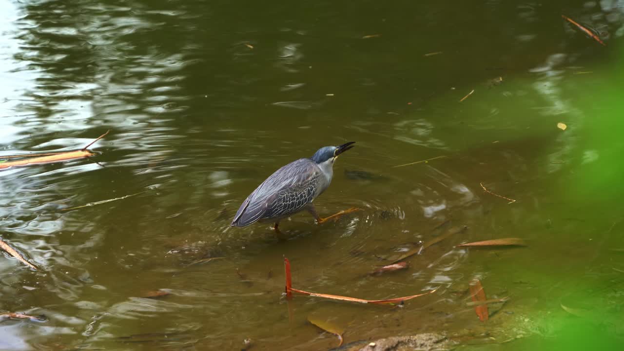 fotografía de cerca de una garza estriada en postura encorvada, butorides striata, o garza de manglar, caminando en aguas poco profundas, tallos y esperando el momento de atacar a pequeñas presas