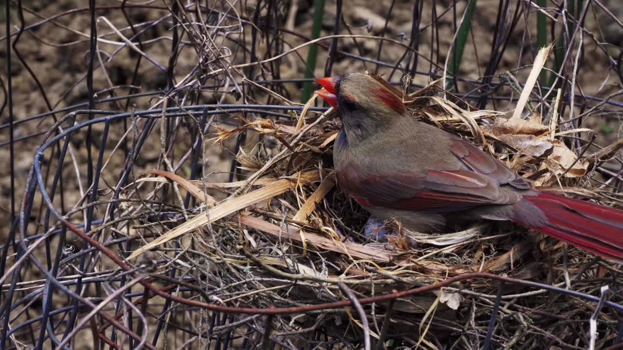 Mother bird guarding eggs in the heat