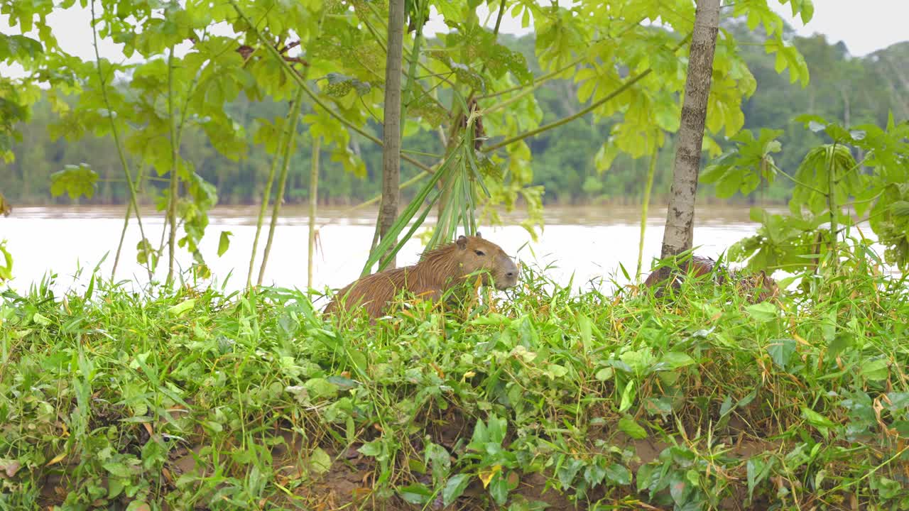 Capybara Grazing on Grass by Riverbank with Trees in Background