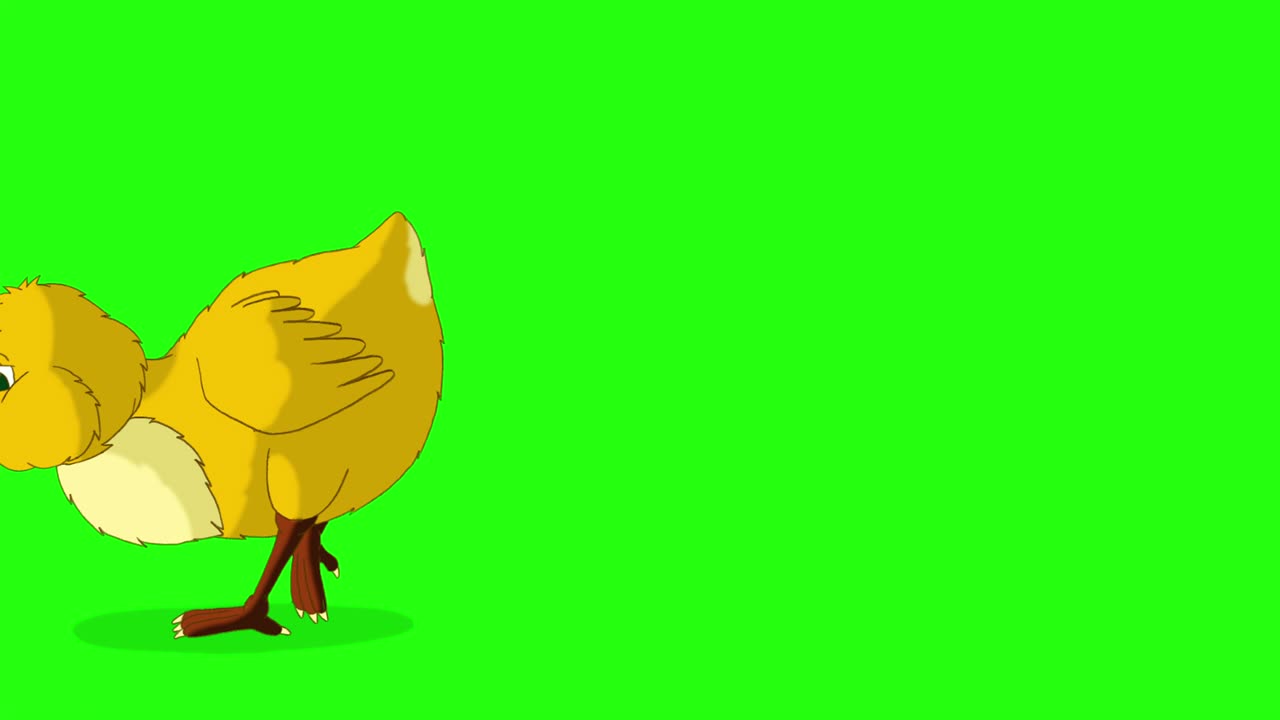 pequeño pollo naranja camina y pica (clave de croma)