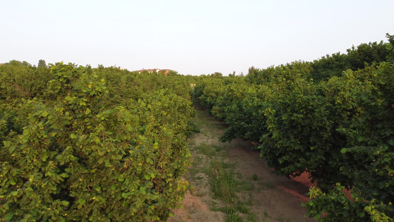 Campo di coltivazione biologica di nocciole.