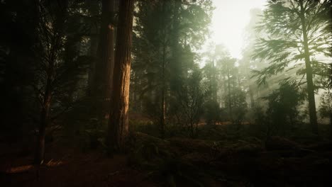 paisaje de puesta de sol brumosa del bosque de secuoya