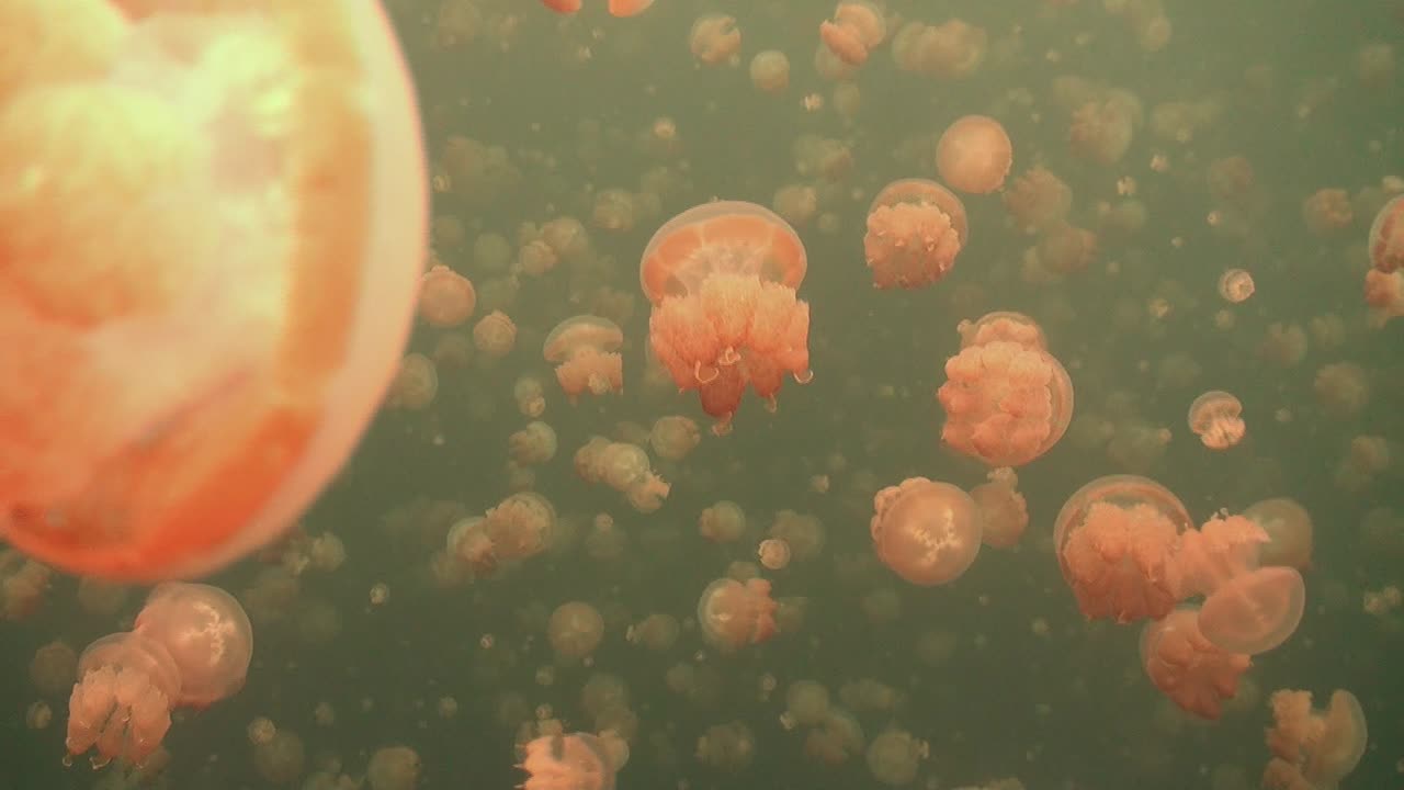 Wide angle shot of many jellyfish drifting in Jellyfish Lake in Palau Rock Islands