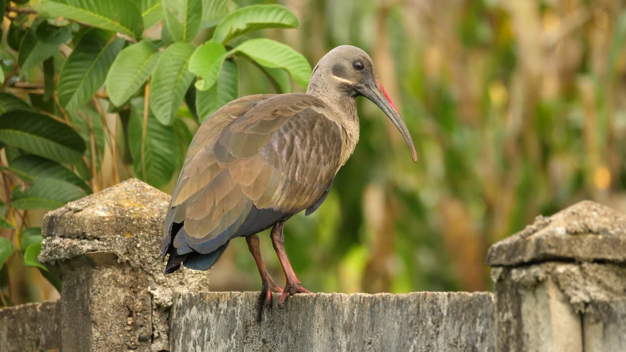 primer plano de perfil de un hadeda ibis, bostrychia hagedash, sentado en una valla