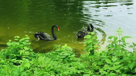 black swans swim in zoo pond with green water. swans with red peaks